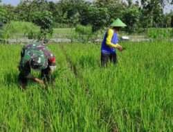Rutin Dampingi Petani, Babinsa Koramil 0801/12 Bantu Perawatan Tanaman Padi