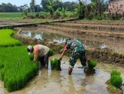 Dukung Ketahanan Pangan, Babinsa Ngrambe aktif Pendampingan di Sektor Pertanian