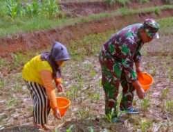 Selalu Hadir Membantu Rakyat, Babinsa Koramil 0801/04 Tegalombo Bantu Petani Jagung
