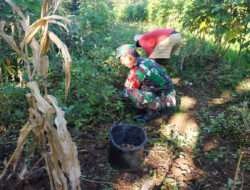 Melimpah, Petani di Desa Sunggingan Panen Kacang Tanah di Bantu Babinsa