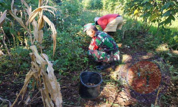 Melimpah, Petani di Desa Sunggingan Panen Kacang Tanah di Bantu Babinsa