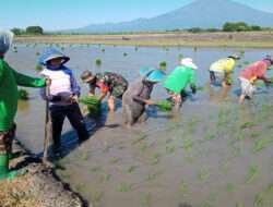 Dukung Ketahanan Pangan, Babinsa Posramil Gerih Turun Langsung Pendampingan Tanam Padi