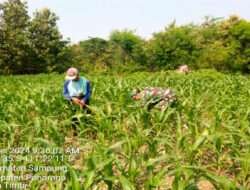 Sukseskan Swasembada Pangan, Babinsa Kodim 0802/Ponorogo Pendampingan Petani Jagung