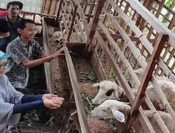 Persiapan Qurban Domba Probiotik Kop SIM