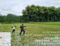 Manunggal Bersama Petani, Babinsa Koramil 0801/04 Tegalombo Bantu Pupuk Tanaman Padi