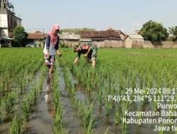 Pendampingan Petani, Babinsa Kodim 0802/Ponorogo Bantu Bersihkan Gulma Padi
