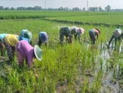 Dorong Produktifitas Hasil Panen, Babinsa Kwadungan Aktif Pendampingan Pertanian di Wilayahnya