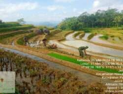 Semangat Kerja Keras Babinsa Koramil 0801/05 Nawangan Melalui Pendampingan Kepada Petani