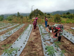 Babinsa Koramil 1307-10/Lore Utara dampingi Petani Lakukan Pemupukan Lombok Keriting