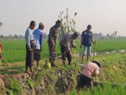 Anggota Koramil Karangjati Bersama Petani Laksanakan Gropyokan Tikus
