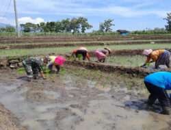 Jaga Stabilitas Ketahanan Pangan, Babinsa Bantu Warga Binaan Tanam Padi