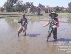 Tingkatkan Hasil Pertanian, Babinsa Kodim 0802/Ponorogo Aktif Dampingi Petani