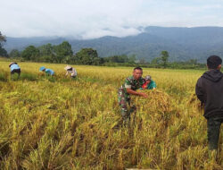 Dukung Ketahanan Pangan, Sertu Marthen Patulak, Anggota Koramil 1307-11/Pamona Selatan Bantu Petani Panen Padi