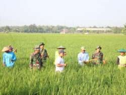 Babinsa Turun Ke Sawah Bantu Petani Bersihkan Gulma