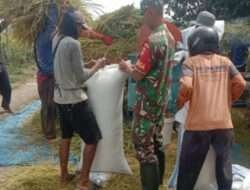 Mendukung Keberhasilan Pertanian Babinsa Bantu Panen Padi