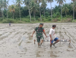 Anggota Koramil 1307-05/Ratolindo, Serka Juhaedir, Membantu Petani Menanam Padi Sawah