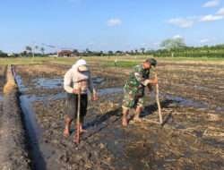 Babinsa Buluagung Bantu Warga Tanam Padi dengan Sistem Gejik
