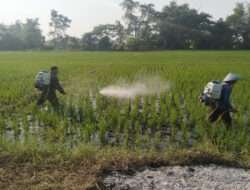 Babinsa Koramil Kwadungan Dampingi Petani Dalam Penyemprotan Padi