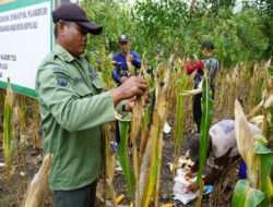 Kodim Boyolali Panen Raya Jagung Di Lahan Perhutani