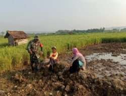 Babinsa Terjun Ke Sawah Beri Motivasi Petani