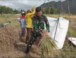 Sinergi TNI dan Petani: Babinsa Koramil 0806-03 Durenan Bantu Petani Geblok Padi