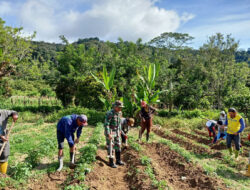 Giat Pendampingan Ketahanan Pangan: Anggota Koramil 1307-10/Lore Utara Bantu Petani Menanam Kentang