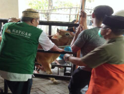 Masjid Jami Nurul Ikhlas Sudimara Pinang, Menyembelih Hewan Qurban Sebanyak 10 Ekor Domba Dan 10 Ekor Sapi