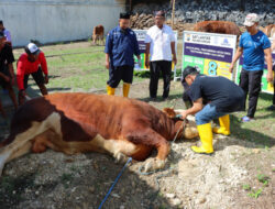 Tradisi Kebahagiaan Idul Adha, Kapolres Gresik Bagikan 86 Hewan Kurban