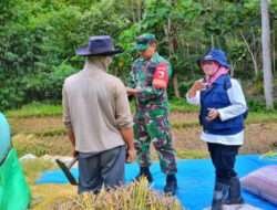 Terjun Langsung Ke Sawah, Babinsa Koramil 0801/04 Tegalombo Bantu Petani Panen Padi
