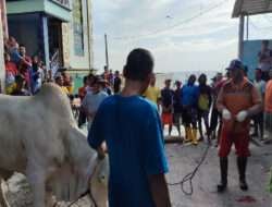 Semarak Kegiatan Kurban di Komunitas Pesisir Paciran Lamongan