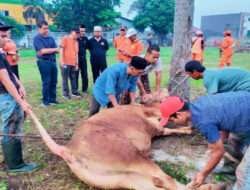 DPP Permata MHT, Lakukan Pemotongan Hewan Qurban Sebanyak 8 Ekor Sapi dan 2 Ekor Eambing
