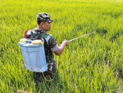 Cegah Hama Serang Tanaman Padi, Babinsa Koramil 0801/04 Tegalombo Bantu Petani Penyemprotan