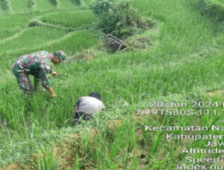 Jaga kedaulatan Pangan, Babinsa Koramil 0801/05 Nawangan Bantu Petani Rawat Tanaman Padi