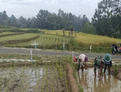 Dukung Hanpangan, Anggota kodim Ngawi Laksanakan Tanam Padi bersama Petani di Persawahan Sambirejo