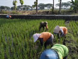 Anggots TNI di Ngawi Bersama Warga Bersihkan Rumput di Persawahan