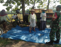 Dialog Hangat antara Babinsa Plumbungan dan Petani