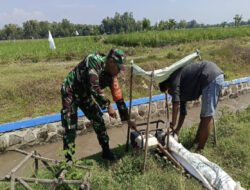 Babinsa Koramil 0805/14 Bringin dan Poktan Tani Mulyo Aktif Dampingi Pompanisasi Petani di Wilayahnya