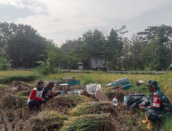 Penuh Semangat Babinsa Klego Dukung Ketahanan Pangan Wilayahnya