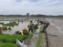 Babinsa Turun Sawah Bantu Angkat Bibit Padi