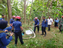 Babinsa Salamrejo dan Pemadam Kebakaran Kabupaten Trenggalek Berhasil Tangkap Dua Ekor Ular Piton