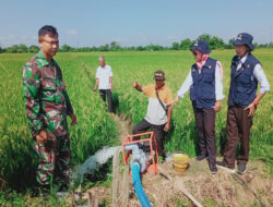 Babinsa Nogosari Dampingi Penyuluh Pertanian Jalankan Program Pompanisasi