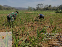 Ujung Tombak Kewilayahan, Babinsa Ramil 0801/03 Arjosari Melaksanakan Pendampingan Hanpangan