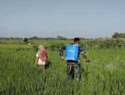 Dukung Program Hanpangan,Babinsa Posramil Pitu Kodim Ngawi, Komitmen Membantu Pertanian di Wilayahnya