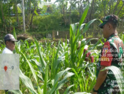 Dukung Program Pemerintah, Babinsa Koramil 0801/08 Tulakan Lakukan Pendampingan Petani Jagung