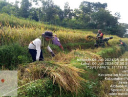 Tingkatkan Ketahanan Pangan, Babinsa Koramil 0801/05 Nawangan Bantu Petani Padi