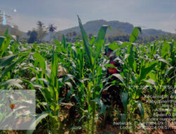 Maksimalkan Hasil Jagung, Babinsa 0801/03 Arjosari Lakukan Pendampingan Perawatan