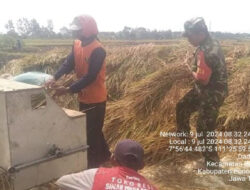 Pendampingan Petani, Babinsa Kodim 0802/Ponorogo Bantu Panen Padi