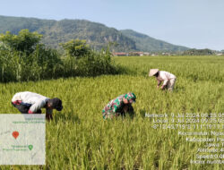 Tingkatkan Ketahanan Pangan, Babinsa Koramil 0801/07 Ngadirojo Lakukan Pendampingan Pertanian