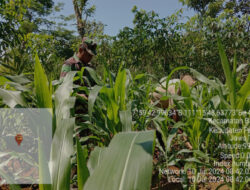 Peran aktif Babinsa Koramil 0801/06 Bandar dalam Membantu Merawat Tanaman Jagung