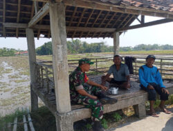 Obrolan Hangat Babinsa Plosokerep dengan Petani